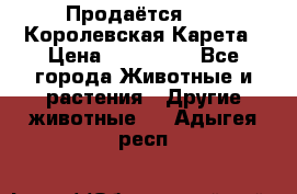 Продаётся!     Королевская Карета › Цена ­ 300 000 - Все города Животные и растения » Другие животные   . Адыгея респ.